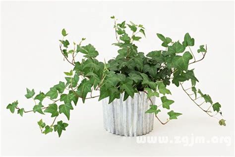 夢見盆栽植物|夢見種盆栽植物，夢到種盆栽植物是什麽意思？